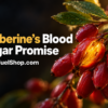 Barberries berberine shown in red berries on leafy branches