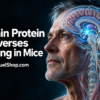 Scientists restore brain protein mice study shown in aging man’s brain